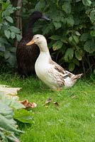 Pet ducks in garden