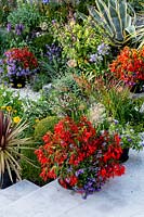 Colourful mixed pots  - Pam Woodall's garden, 'Pinecombe' in Dorset, UK