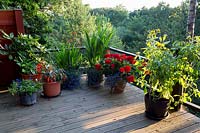 Wooden decking with annuals in pots - Pam Woodall's garden, 'Pinecombe' in Dorset, UK