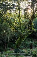 Lower woodland garden in late evening light - Pam Woodall's garden, 'Pinecombe' in Dorset, UK