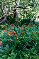 Woodland area in the wildlife garden - Pam Woodall's garden, 'Pinecombe' in Dorset, UK