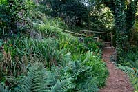 Path leading through woodland area in the wildlife garden - Pam Woodall's garden, 'Pinecombe' in Dorset, UK