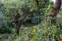Lower woodland garden - Pam Woodall's garden, 'Pinecombe' in Dorset, UK