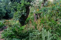 Lower woodland garden. Pam Woodall's garden, 'Pinecombe' in Dorset, UK