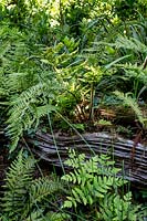 Wildlife garden ferns growing on rotting log - Pam Woodall's garden, 'Pinecombe' in Dorset, UK