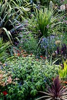 Colourful mixed planting in border - Pam Woodall's garden, 'Pinecombe' in Dorset, UK