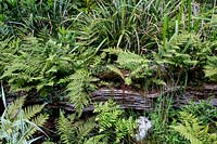 Lower woodland garden with light Ferns on rotting log - Pam Woodall's garden, 'Pinecombe' in Dorset, UK
