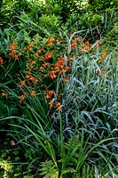 Mixed planting in the wildlife garden - Pam Woodall's garden, 'Pinecombe' in Dorset, UK