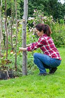 Woman winding garden twine around rustic post to provide support for climbing plants. 