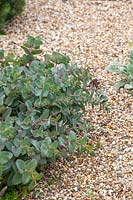Sedum telephium 'Matrona' in gravel garden