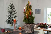 Picea glauca var. albertiana 'Conica' Zuckerhutfichte in a basket on a table, decorated with candles. 