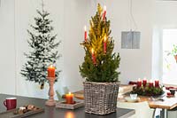 Picea glauca var. albertiana 'Conica' Zuckerhutfichte in a basket on a table, decorated with candles.