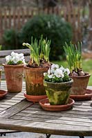 Mixed pots  with viola and Narcissus tazetta