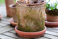moss-covered pot