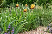 Iris germanica 'Supreme Sultans' growing in gravel garden