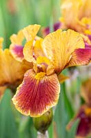 Iris germanica 'Supreme Sultans'