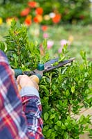 Person cutting hedge of Ligustrum ovalifolium - Privet with shears