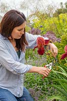 Using secateurs to remove dead flowers from Iris