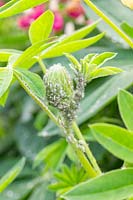 Aphids on Lupinus - Lupins