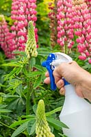 Spraying aphids on Lupinus - Lupins with soapy water