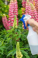 Spraying aphids on Lupinus - Lupins with soapy water