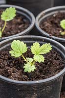Pricked out seedlings of Potentilla 'Monarch's Velvet'