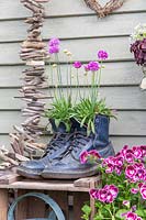 Doc Martin boots planted with Armeria pseudarmeria 'Ballerina Lilac'