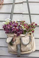 Canvas bag planted with Oxalis 'Black Velvet' and Coleus