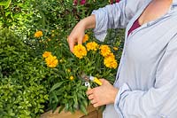 Woman cutting Coreopsis flowers for floral arrangement