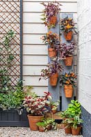 Vertical planting - long boards with terracotta pots fixed with copper wire and 
planted with  Begonia 'Glowing Embers' and Ipomoea