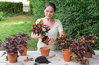 Planting Begonia 'Glowing Embers' in terracotta pot