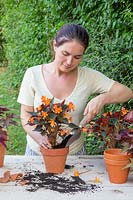Adding compost to pot after planting Begonia 'Glowing Embers'
