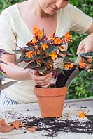 Adding compost to pot after planting Begonia 'Glowing Embers'