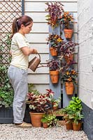 Woman watering plants in pots on long boards - plants include Begonia 'Glowing Embers' and Ipomoea