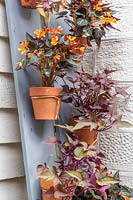 Vertical planting - long boards with terracotta pots fixed with copper wire and planted with  Begonia 'Glowing Embers' and Ipomoea