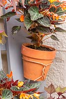 Vertical planting - long boards with terracotta pots fixed with copper wire and planted with Begonia 'Glowing Embers'
