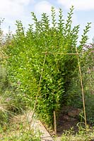 Bamboo canes used as guides when cutting Ligustrum ovalifolium - Privet hedge