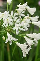 Agapanthus 'Arctic Star' -African Lily 