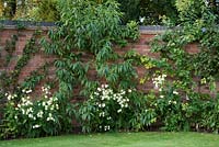 Pruns - Peach - trained against a curved brick wall, with Nicotiana alata 'Grandiflora'. 
