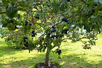 Prunus - plum tree - in an orchard with Malus - apple trees