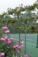 Malus robusta 'Red Sentinel' - crab apple - trained as an espalier to help disguise the tennis court. 