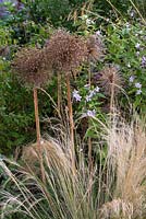 View of Anemanthele lessoniana with Allium seed heads, and flowering Campanula. 