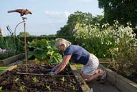 Woman planting young plants in raised bed. 