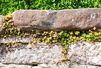 Sempervivum roseum growing between bricks in wall. 