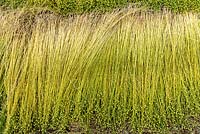 Harvested Linum perenne- Flax 