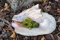 Sempervivum in a shell. 