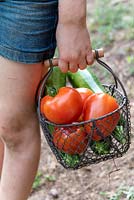 Girl holding wire basket of harvested tomatoes and zucchini. 