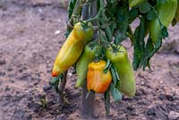 Solanum lycopersicum - Tomato 'Andine Cornue'