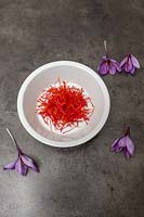 Crocus sativus - Saffron, spice for cooking. 