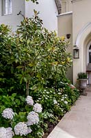 Front garden looking along path to front door -

 Magnolia 'Little Gem' in mixed border with Hydrangeas 
